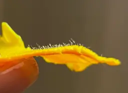 オプション☆指・ハンドWax    指の毛、手の甲のくすみゼロへ✨