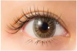 オフなし　付け足し★ 高級プラチナセーブル両目60本(上)