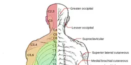 首こり・肩こり対策 鍼灸整体コース