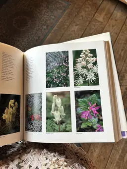 艶カラー🪷前処理トリートメント付き🪷{ミディアム} アジュバンシャンプー使用（2種類から選べます）