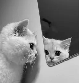 【バインドロック80束】しっかり濃さ、ボリューム出したい人にオススメ🌺✨