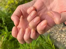 ハンドネイル　グラデorフレンチ　(ベースカラーはクリア)