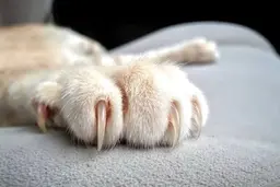 【先着1名様限定】猫爪ネイルモデル