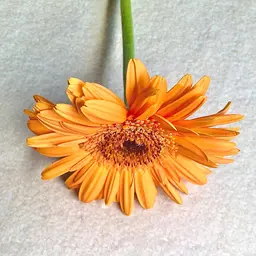 【メンズ平日限定👦🏻】メンズカット+パーマ