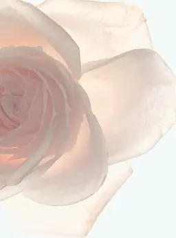 艶玉フェイシャルWax【プレミアム】✨つるんと艶肌／再来様 7800円