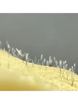 【フェイスワックス脱毛】 ツルツルお肌！黒ずみ毛穴とおさらば///化粧のノリにビックリ𓏸︎︎︎︎⁡𓈒 𓂃