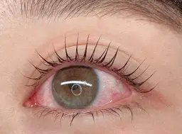 🌸【新規/練習モデル】🌸   👀パリジェンヌラッシュリフト(上)💖✨