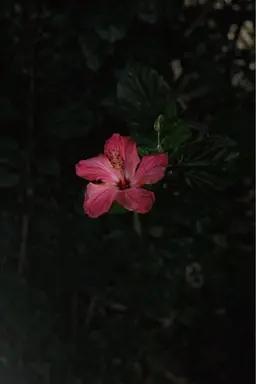 ハンドジェルオフのみ