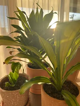 𓈒𓏸𓐍解く泡洗顔ローションマスクコース《毛穴/美白フェイシャル》