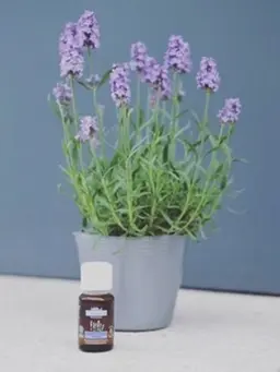 【頭皮のコリほぐして頭·目スッキリ！】カット＋オーガニックアロマスパ＋施術後ミネラルドリンク付き