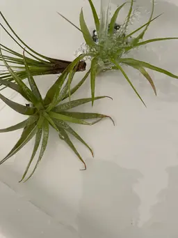 【密度up】ボリュームラッシュ500本　　　　　　　　(フラットラッシュ170本程の密度) オフ込