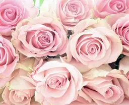 【ローズ蒸し】幸せホルモンの分泌を促すローズ蒸し🌹ダイエット/美肌/更年期/生理のお悩み/妊活中/温活/フェムケアに◎