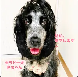 セラピー犬とふれあい🐶 ※他のコースをご予約の方限定