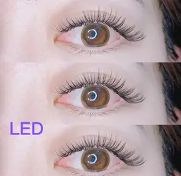 【バインドロンク】 120束9980円+LED1500