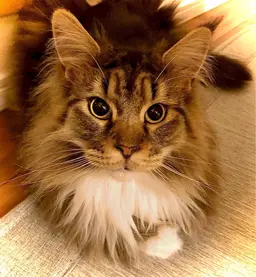 間違いなしNO1㊙️小顔電気美容鍼+😄ヘッドマッサージ+✋首肩マッサージ