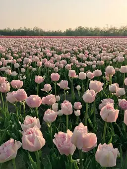 ❤️‍🔥大人気セット🤍美眉＋ケラチンラッシュリフト🤍