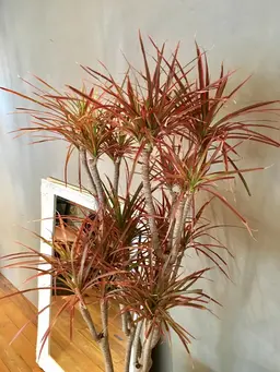 【会員様へ】前髪メンテナンスカット