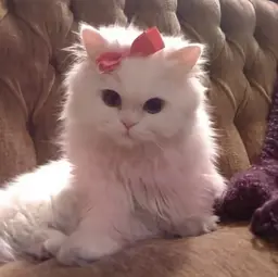 まつ毛パーマ＋仕上げコーティング付き🪐 ⟡.⋆