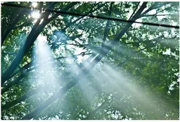 【ミニモ限定】今日は良く眠れる癒しの🌿ヘッドケア💆‍♀️ 30分✨