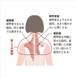 本格韓国コルギ小顔60分+痩身マシン(上半身or下半身)アロマリンパ  90分