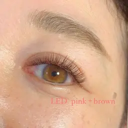 🦢LEDダブルフラットラッシュ　60束🦢