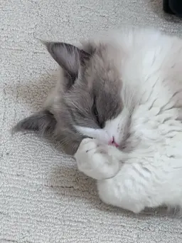 オフのみ