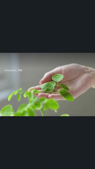 モリンガ蒸し