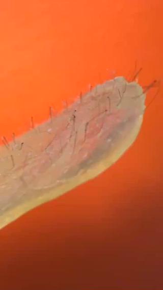 水光肌ワックス Water Bright Skin Wax︎
マツヤニ×アスタキサンチンで酸化させないお肌へ
