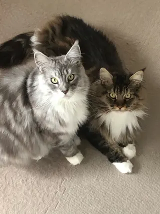 🐱美容鍼・整体 SBHメディカル👍のエステ・リラクイメージ
