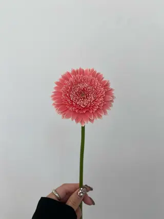 🌻花屋併設🌻濱 幸帆のヘアスタイル