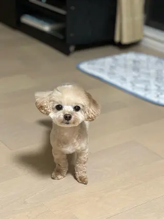 ネイル 劉 丹丹のネイルデザイン
