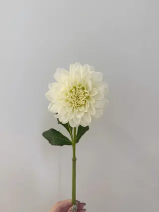 🌻花屋併設🌻濱 幸帆のヘアスタイル