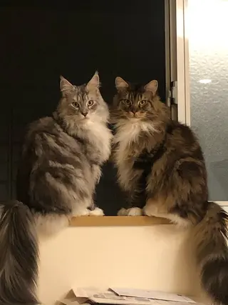 🐱美容鍼・整体 SBHメディカル👍のエステ・リラクイメージ