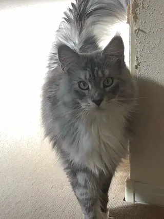 🐱美容鍼・整体 SBHメディカル👍のエステ・リラクイメージ