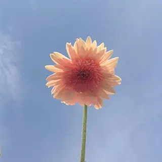 マツエク・マツパ アイブロウ ☺︎アイリスト 岡田    えりなのマツエク・マツパデザイン