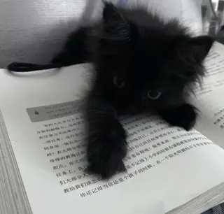 🐾 Tamaki 🐾の眉毛・アイブロウイメージ