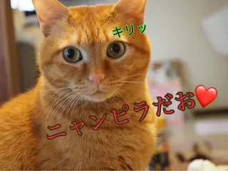 ネイル kiki nail &brow二子玉川のネイルデザイン