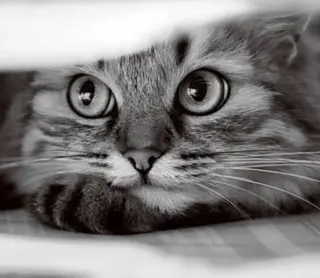 ᴍɪɴᴀ. 🐈⬛のマツエク・マツパデザイン