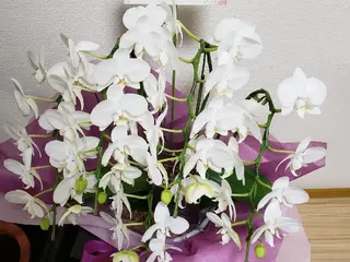 美容鍼×整体 かかずまさきのエステ・リラクイメージ