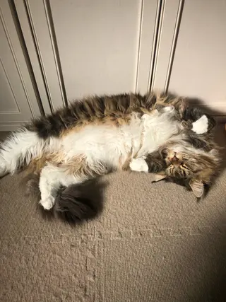 🐱美容鍼・整体 SBHメディカル👍のエステ・リラクイメージ