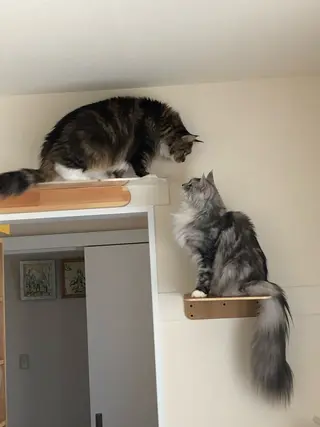 🐱美容鍼・整体 SBHメディカル👍のエステ・リラクイメージ