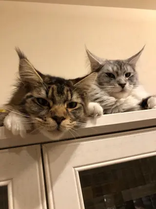 🐱美容鍼・整体 SBHメディカル👍のエステ・リラクイメージ
