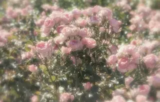 マツエク・マツパ ★ RUMIのマツエク・マツパデザイン