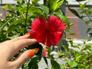 ネイル 伊藤 梨恋のネイルデザイン