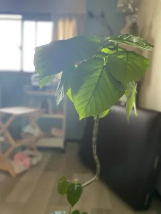 MoonLeaf ashiyaのエステ・リラクイメージ