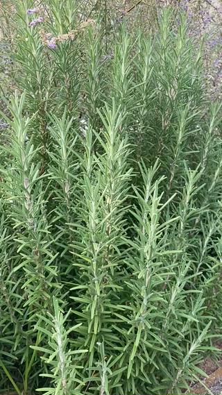 Balance  Therapies所属・東大阪初リメディアル Hiromiのエステ・リラクイメージ