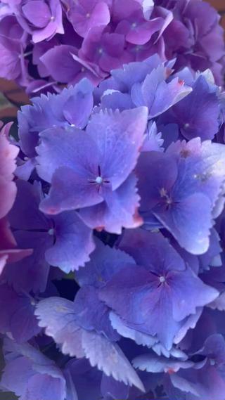 new︎Design
お色変更出来ます︎
シェルnailが素敵なArt