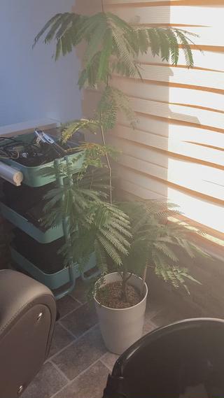 ヘアカラー&縮毛矯正 STAR☆RIVERのヘアスタイル