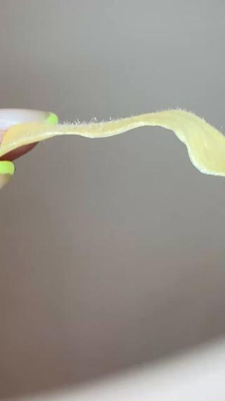 フェイスワックス 