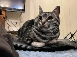 ネイル MOFU NAIL所属・MOFU NAIL 🐈‍⬛のネイルデザイン